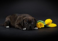 /album/shhenki/kapushka-1-jpg/